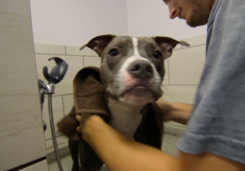 Pet wash station